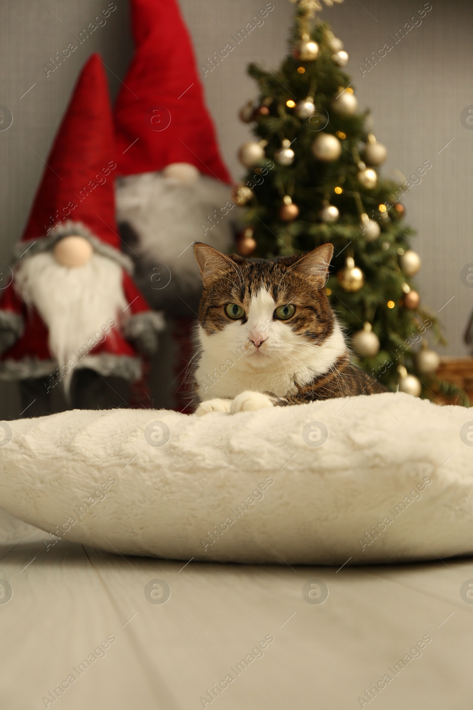 Photo of Cute cat lying on soft pillow near Christmas decor at home. Adorable pet