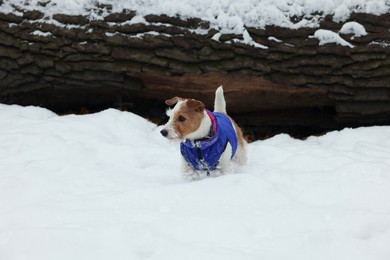 Photo of Cute Jack Russell Terrier near tree trunk on snowy day