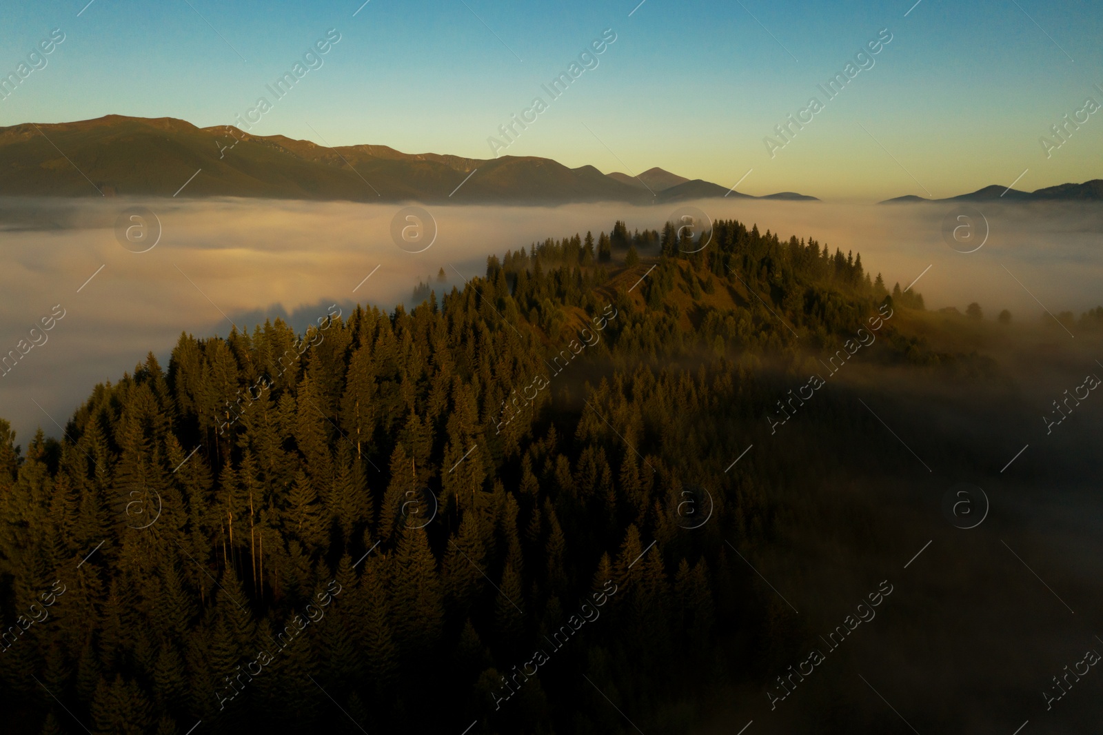 Image of Beautiful landscape with thick mist and forest in mountains. Drone photography