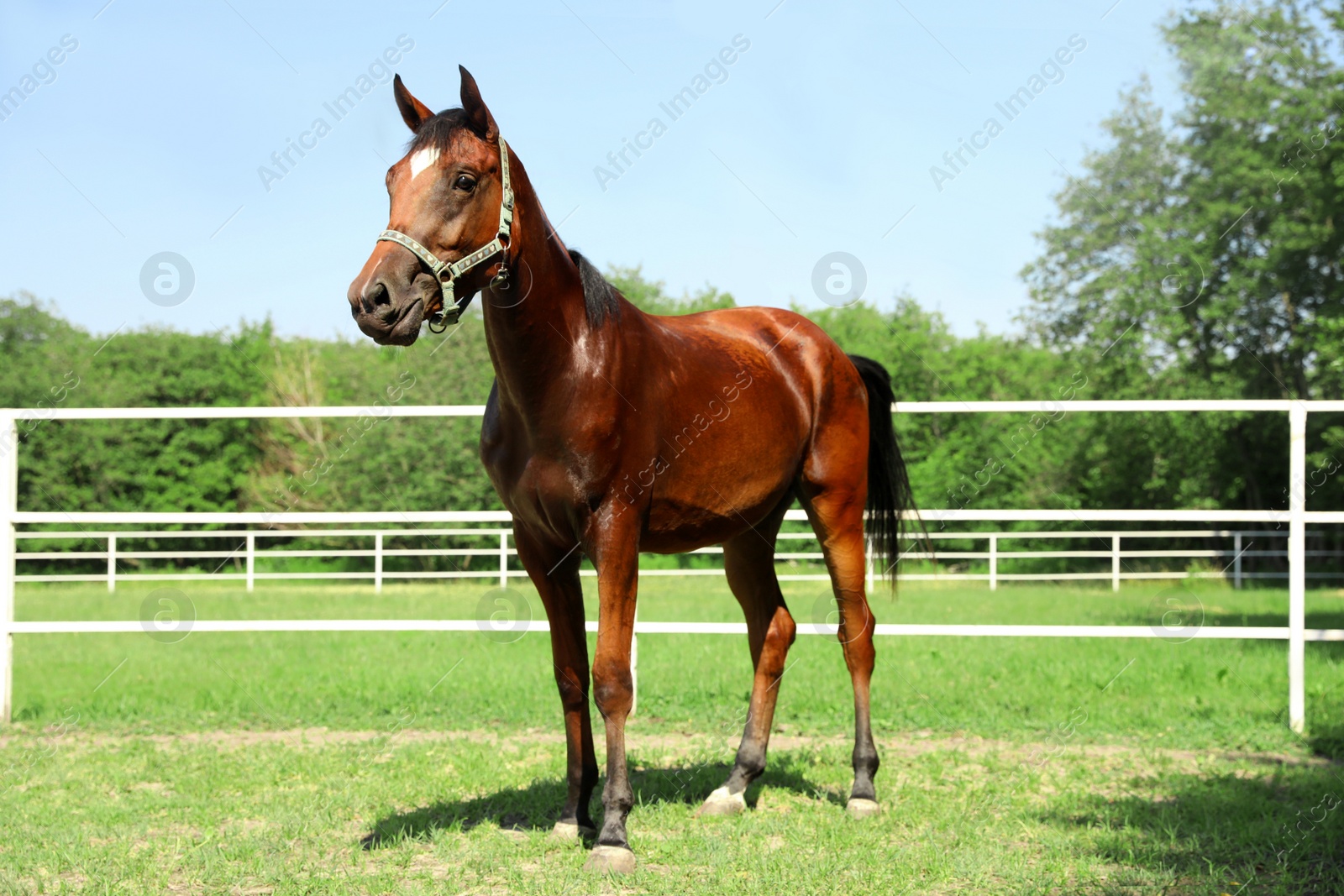 Photo of Bay horse in paddock on sunny day. Beautiful pet