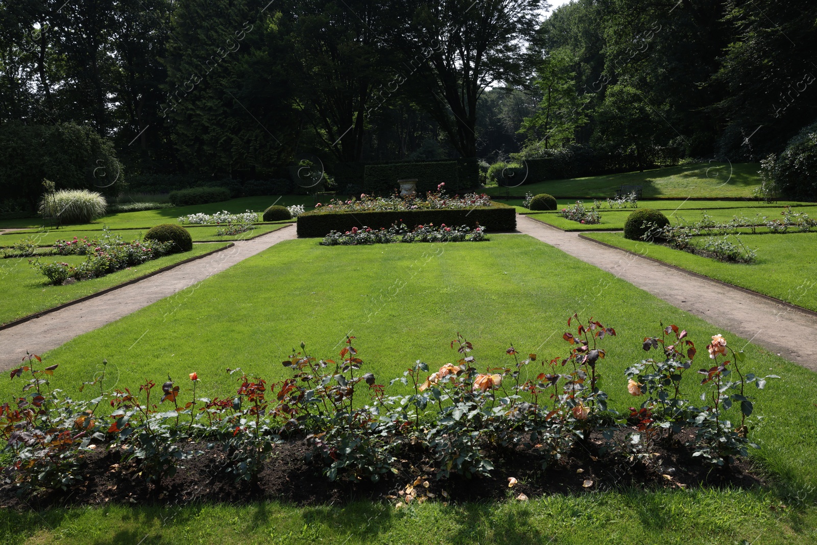 Photo of Beautiful blooming roses in garden on sunny day