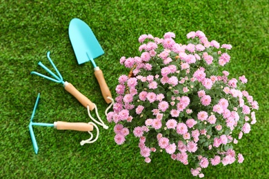 Beautiful chrysanthemum flowers with gardening tools on green grass, top view