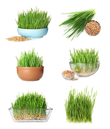 Image of Set with fresh wheat grass on white background