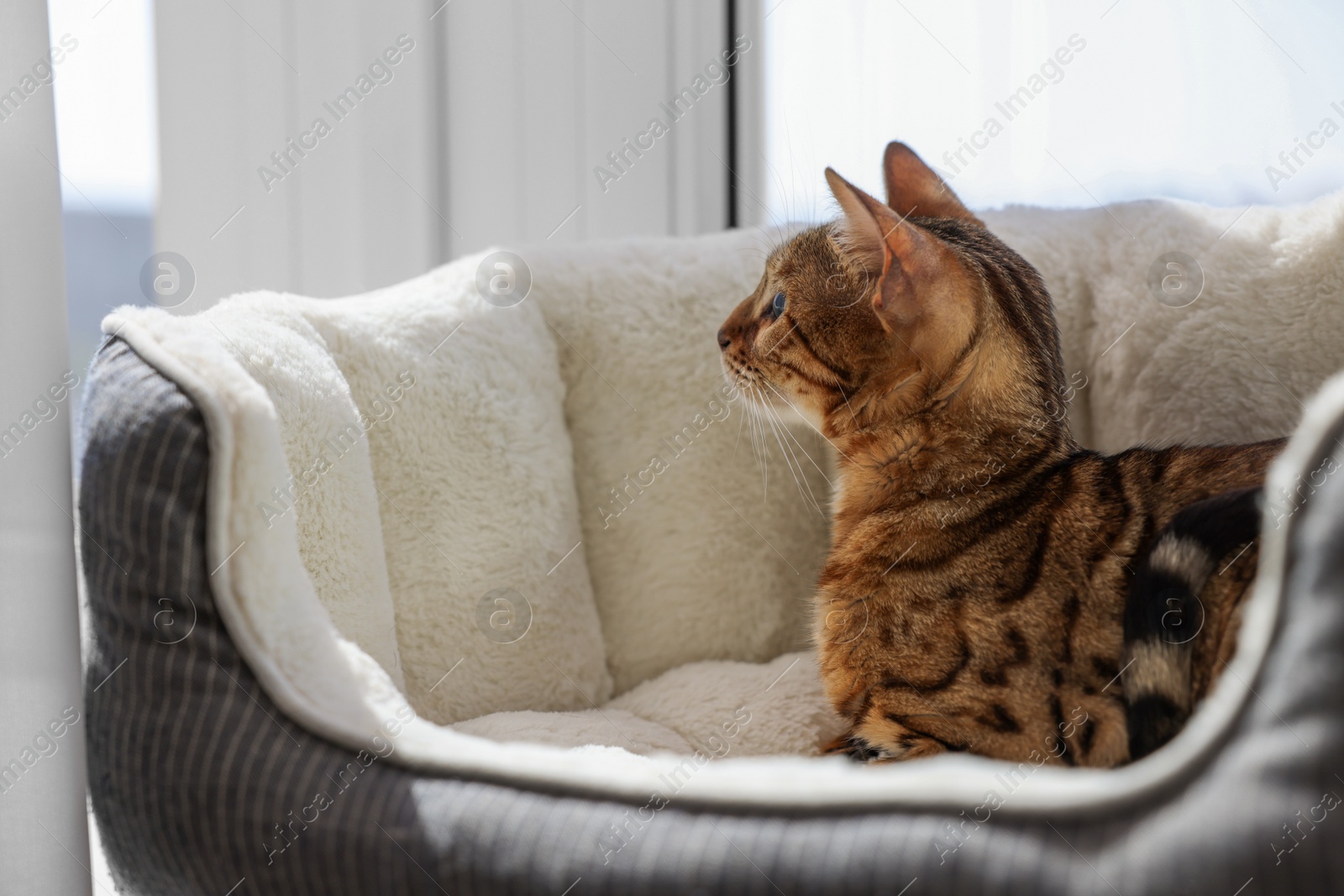 Photo of Cute Bengal cat lying on pet bed on windowsill at home