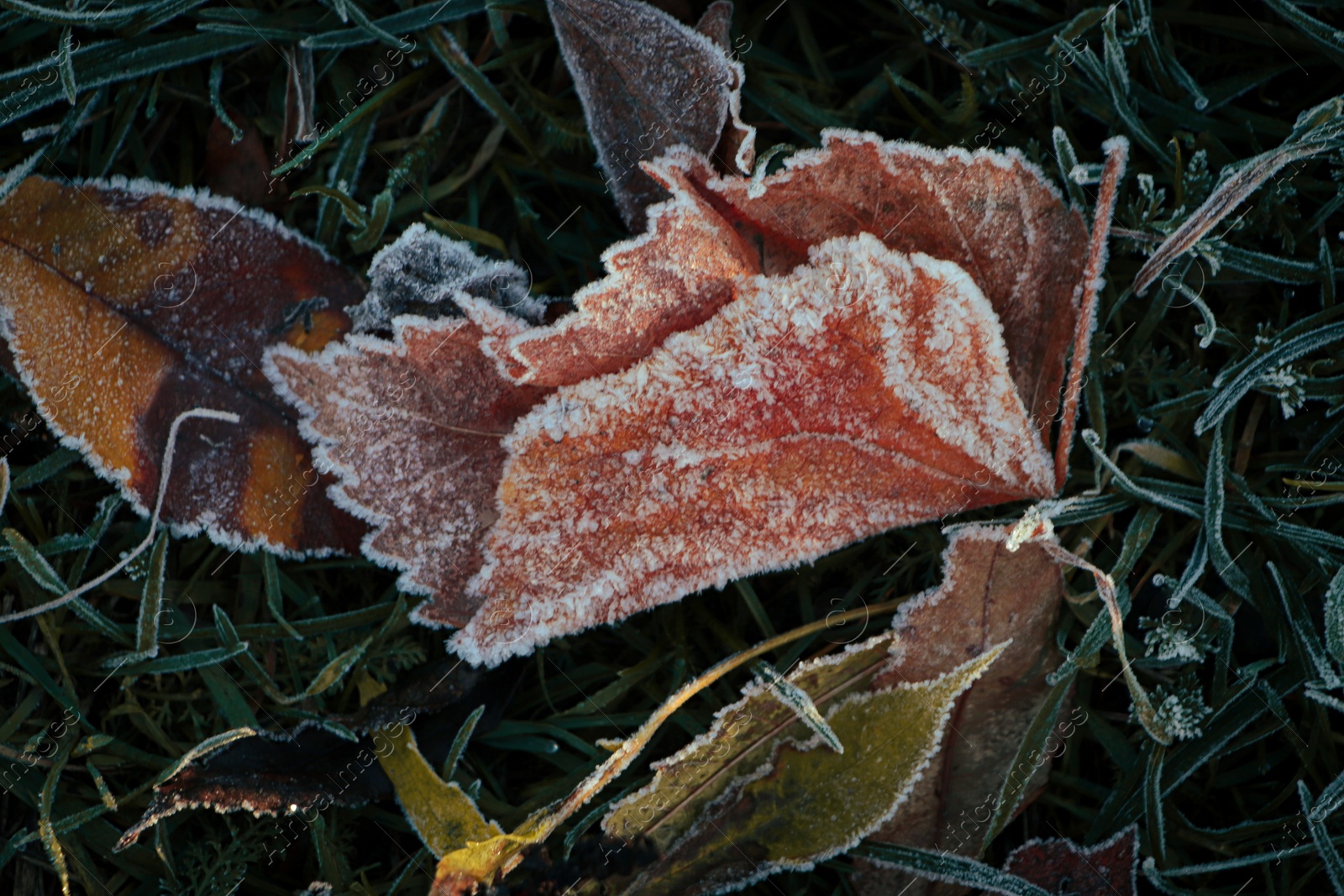 Photo of Beautiful yellowed leaves on grass covered with frost outdoors, closeup. Autumn season