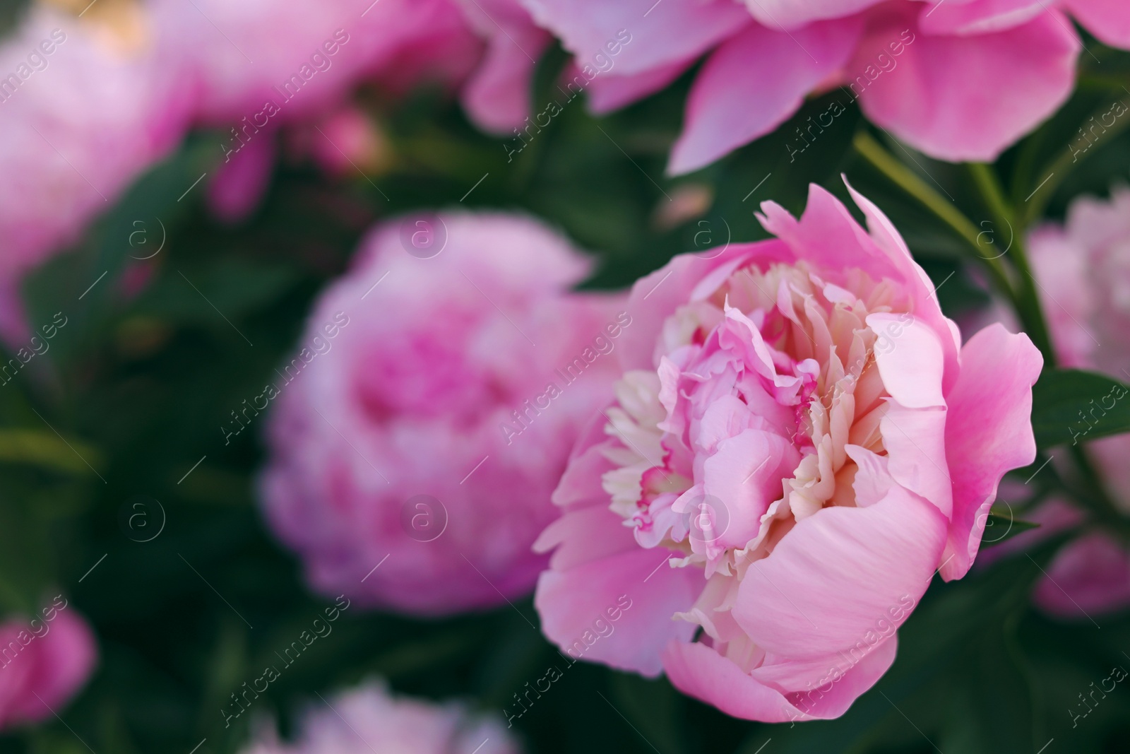 Photo of Blooming peony plant with beautiful pink flowers outdoors, closeup. Space for text