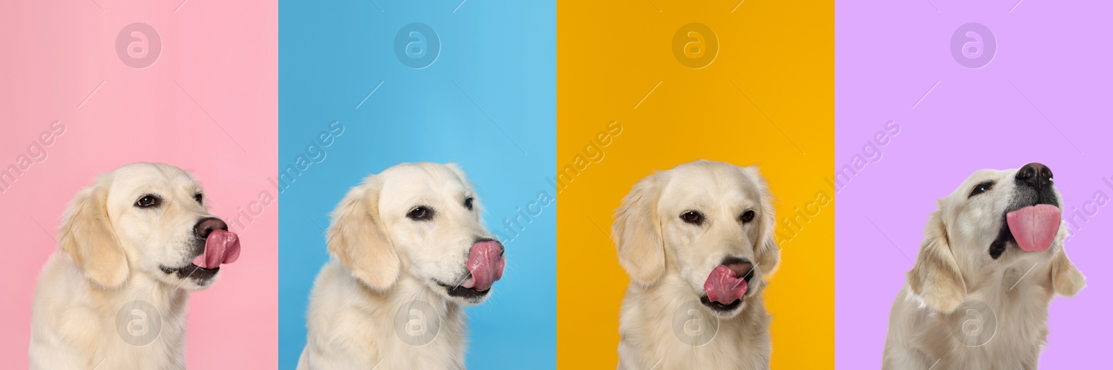 Image of Cute Labrador Retriever showing tongue, collection of photos on different colors backgrounds