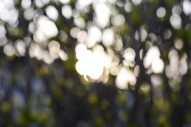 Sun shining through trees, blurred view. Bokeh effect