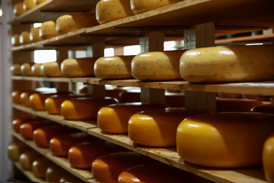 Fresh cheese heads on rack in factory warehouse