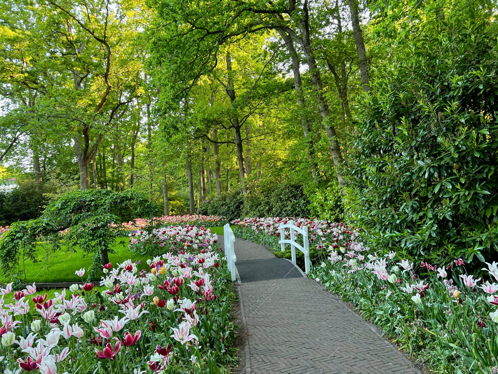 Photo of Park with beautiful flowers and bridge over canal. Spring season