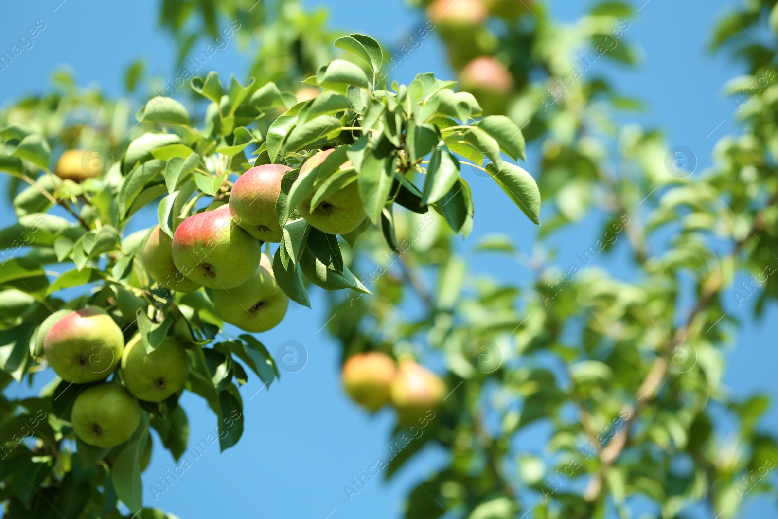 Photo of Branch of tree with pears and foliage in garden