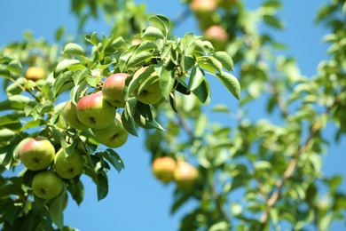 Branch of tree with pears and foliage in garden