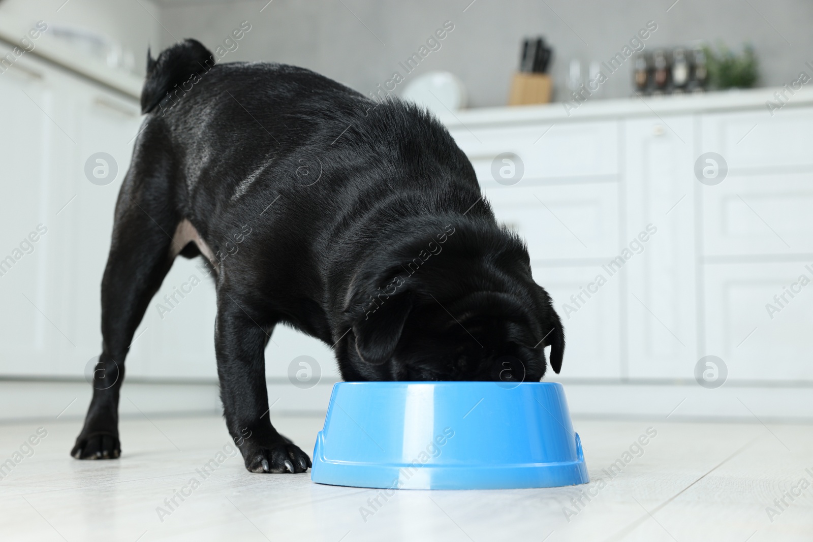 Photo of Cute Pug dog eating from plastic bowl in kitchen