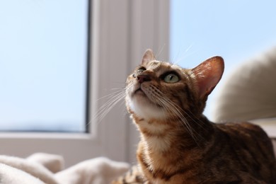 Photo of Cute Bengal cat lying on windowsill at home, space for text. Adorable pet