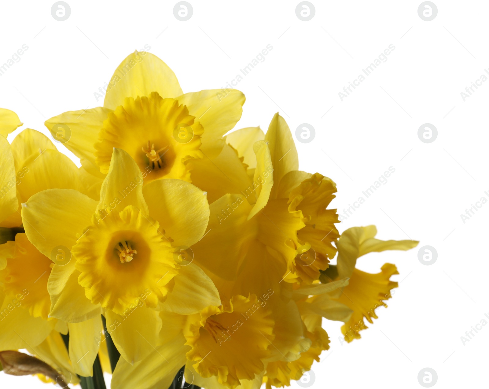 Photo of Beautiful daffodils on white background. Fresh spring flowers