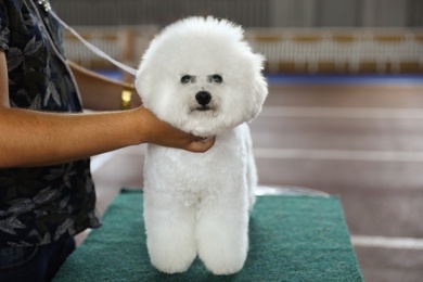 Owner with funny white Bichon Frise at dog show, closeup