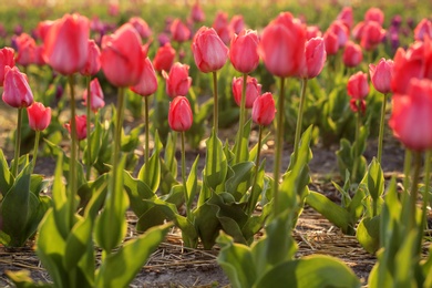 Field with fresh beautiful tulips. Blooming spring flowers