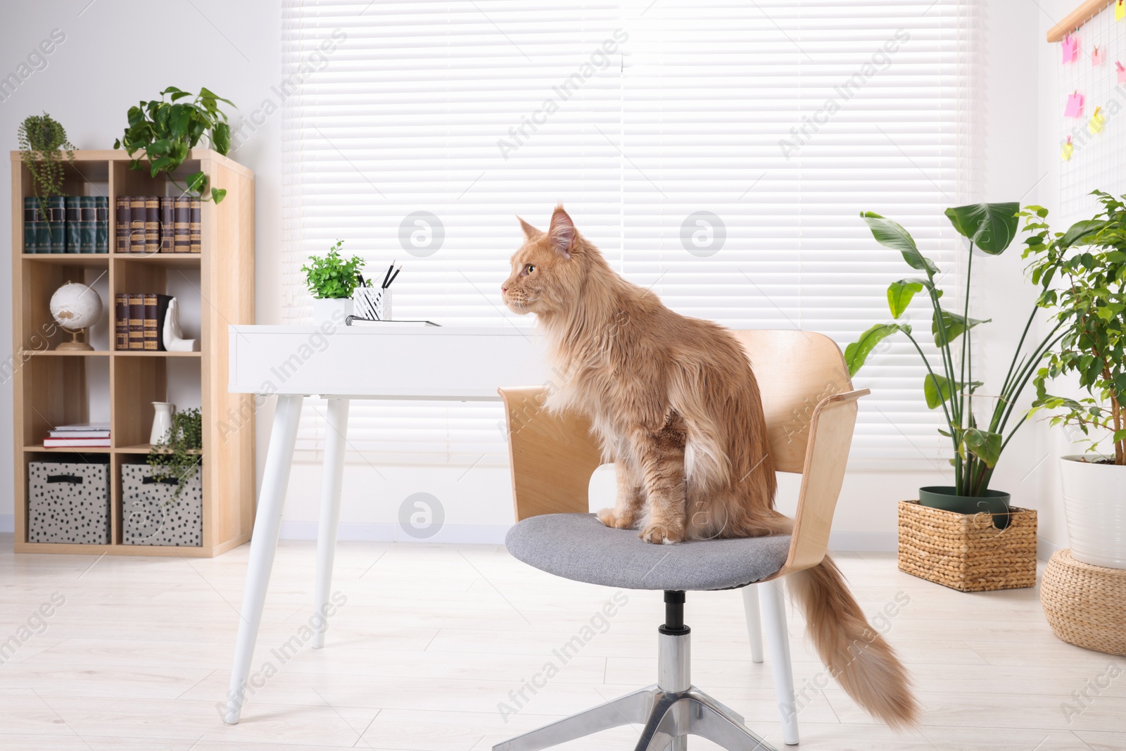 Photo of Beautiful cat sitting on chair near desk at home