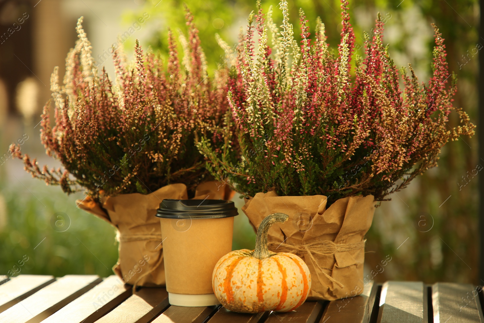 Photo of Beautiful heather flowers in pots, paper cup of drink and pumpkin on wooden surface outdoors