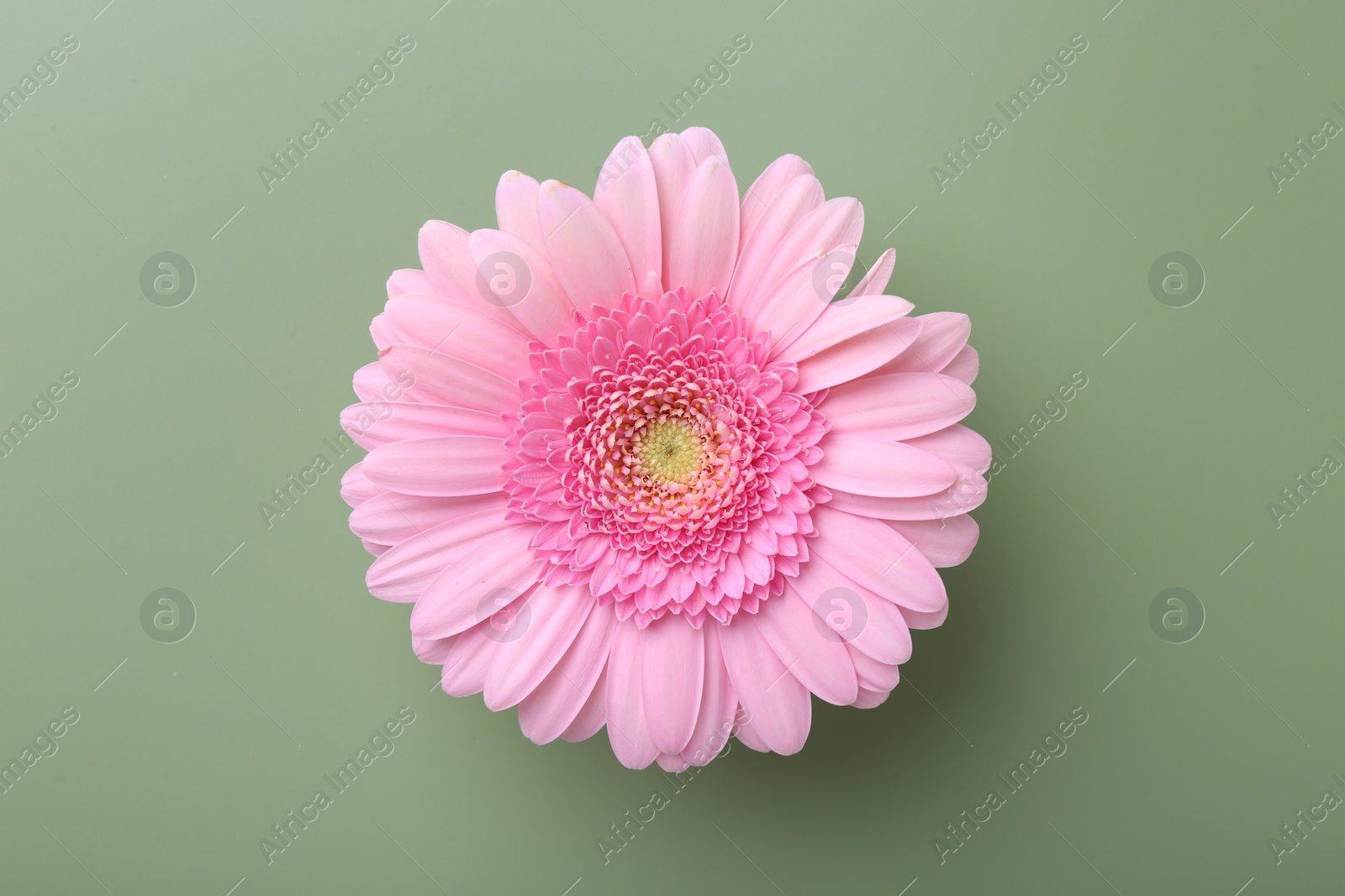 Photo of Beautiful pink gerbera flower on pale green background, top view