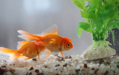 Beautiful bright small goldfish in aquarium, closeup