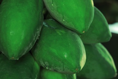 Photo of Unripe papaya fruits growing on tree outdoors, closeup view