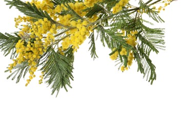 Beautiful mimosa plant with yellow flowers isolated on white