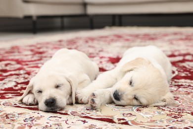 Photo of Cute little puppies sleeping on carpet indoors