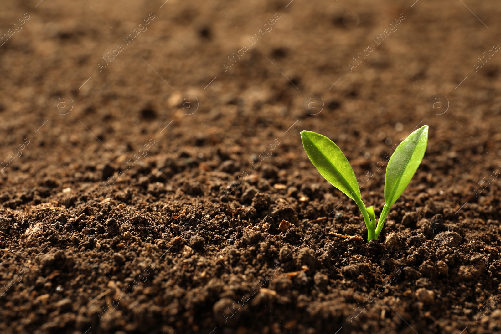 Photo of Young plant in fertile soil, space for text. Gardening time