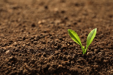 Photo of Young plant in fertile soil, space for text. Gardening time