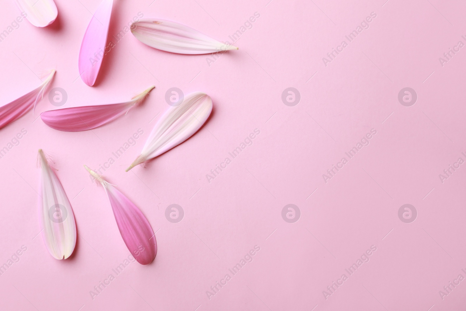 Photo of Beautiful fresh gerbera petals on pink background, flat lay. Space for text