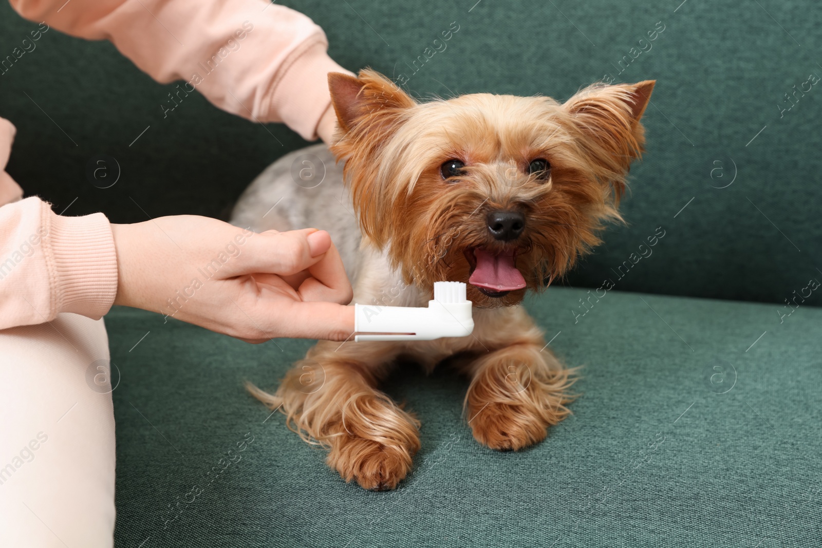 Photo of Woman brushing dog's teeth on couch, closeup