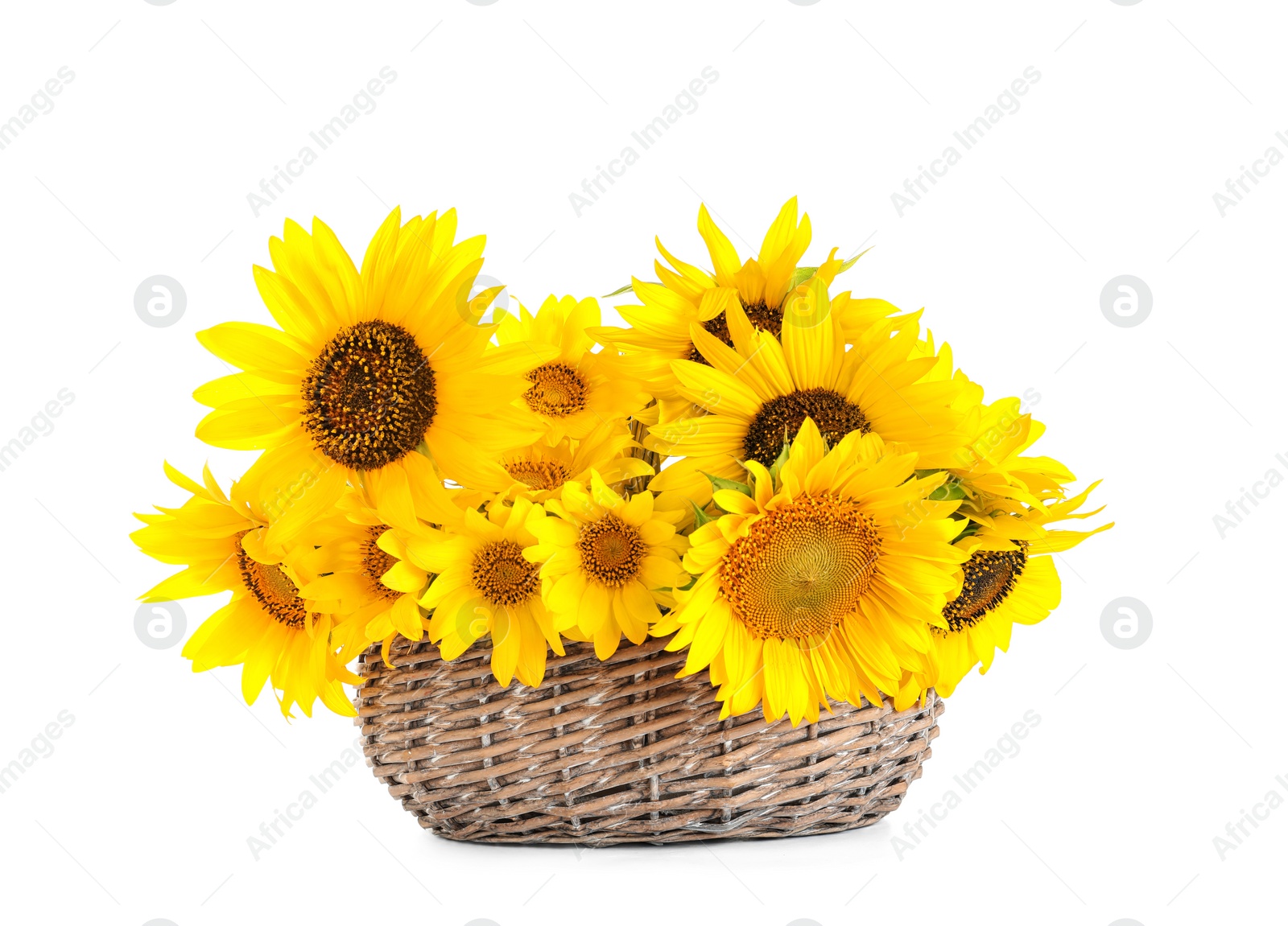 Photo of Wicker basket with beautiful yellow sunflowers on white background