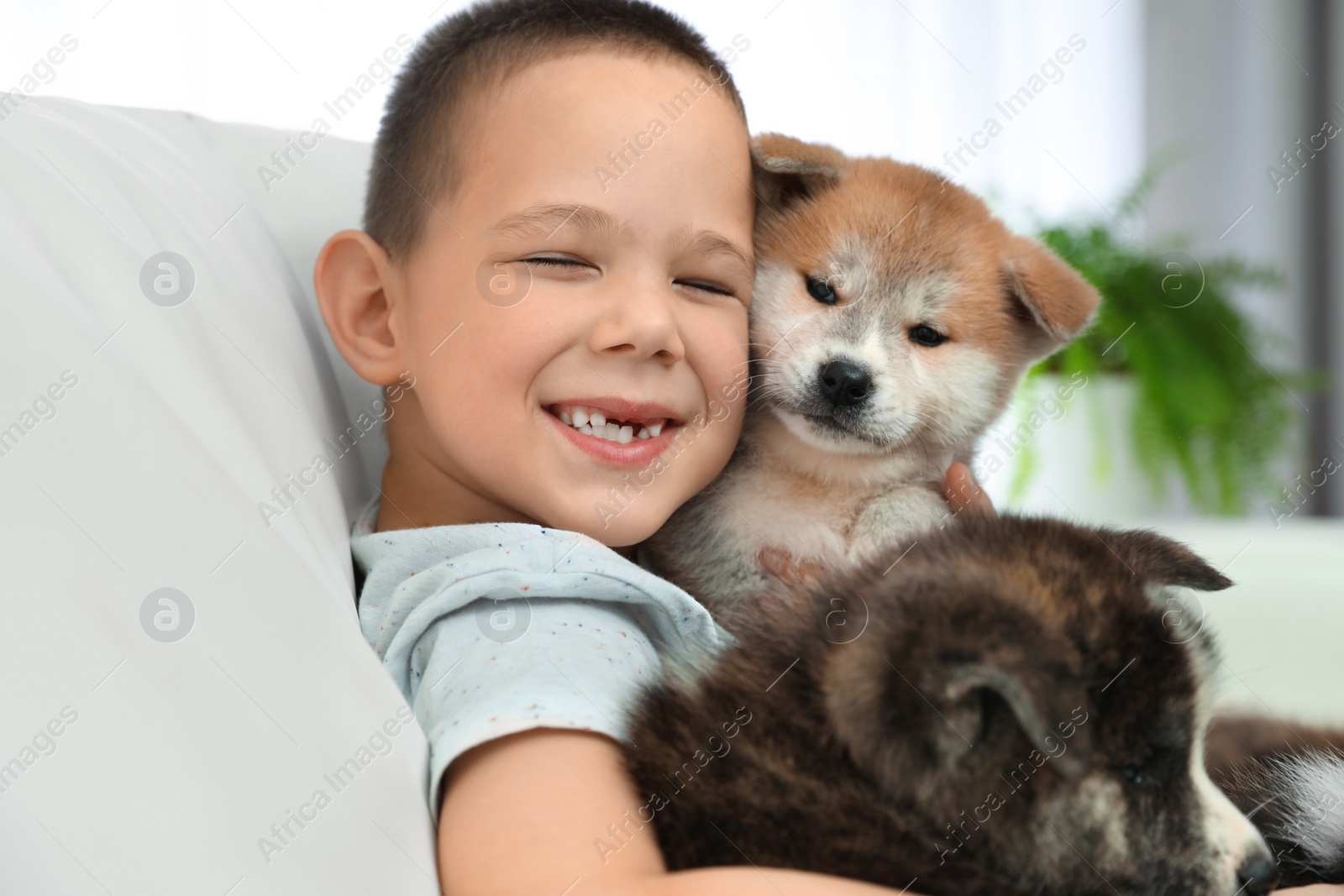 Photo of Little boy with Akita inu puppies on sofa at home. Friendly dog