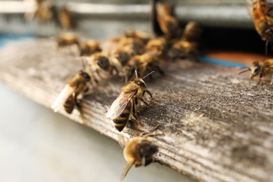 Closeup view of wooden hive with honey bees on sunny day