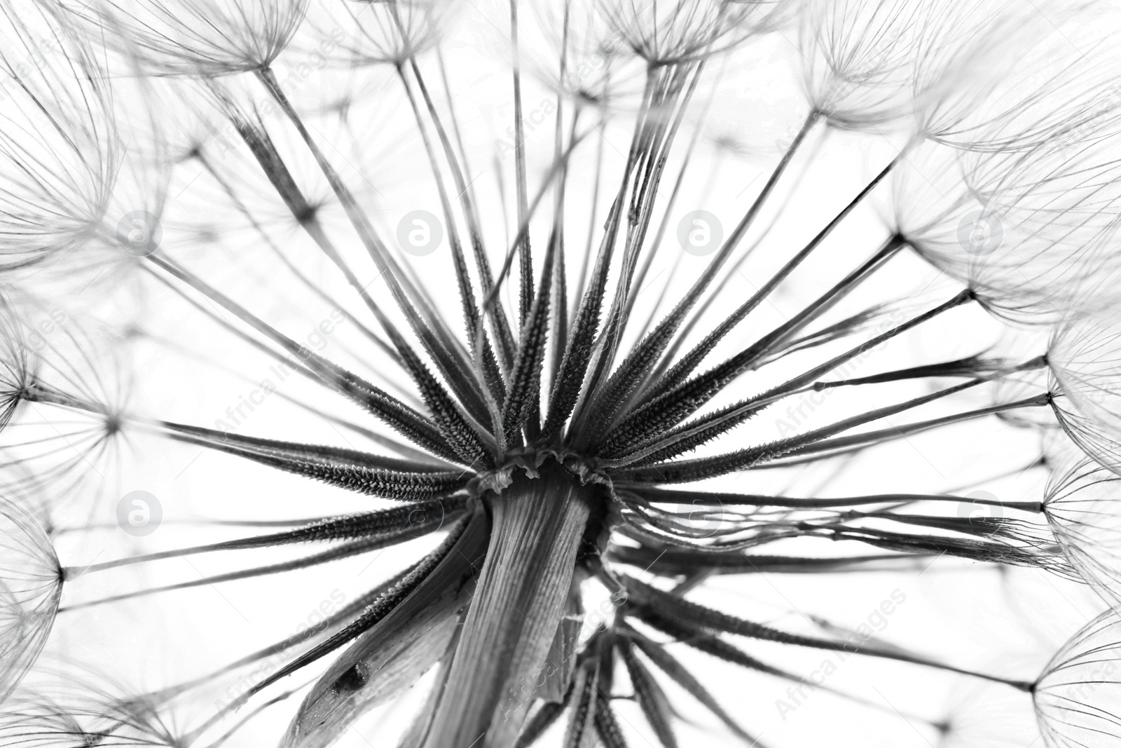 Image of Dandelion seed head, closeup. Black and white tone