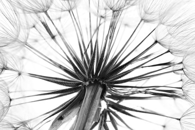 Image of Dandelion seed head, closeup. Black and white tone