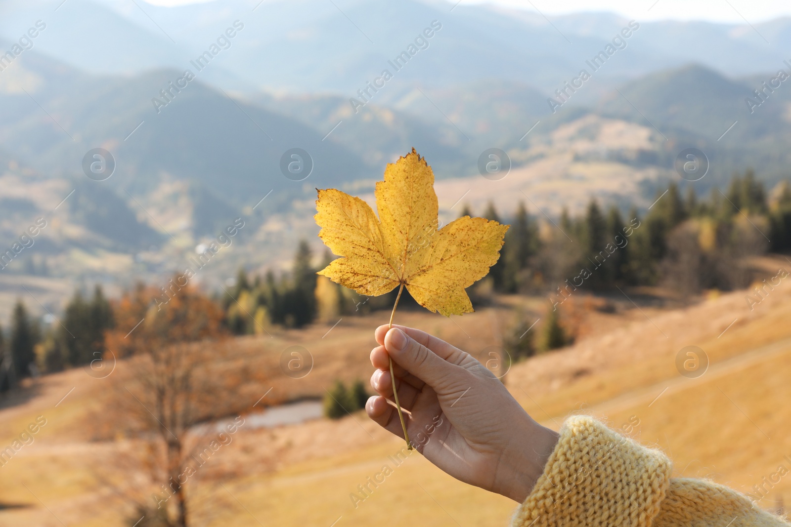 Photo of Woman holding beautiful leaf outdoors on autumn day, closeup
