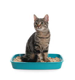 Photo of Tabby cat in litter box on white background