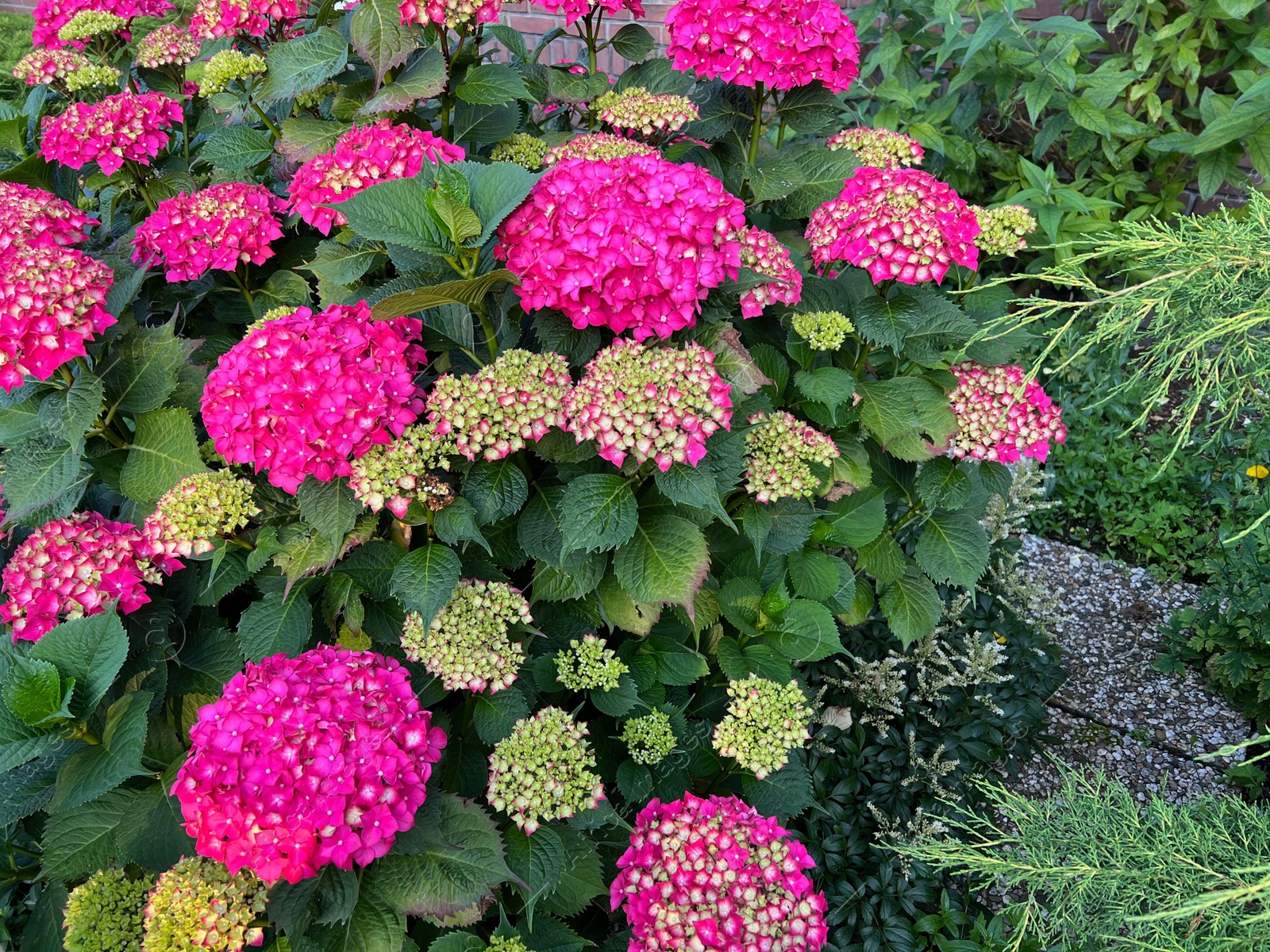 Photo of Hortensia plant with beautiful flowers growing outdoors