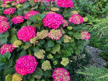 Photo of Hortensia plant with beautiful flowers growing outdoors