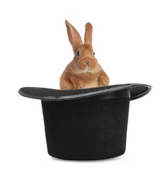 Image of Cute rabbit in top hat on white background. Magician trick