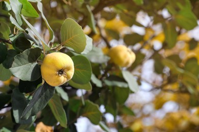 Closeup view of quince tree with ripening fruit outdoors