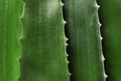 Photo of Fresh aloe vera leaves as background, top view