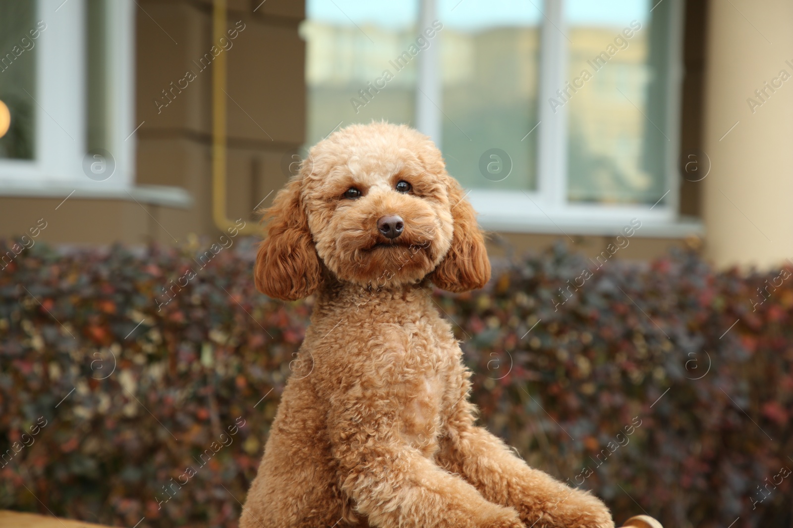 Photo of Cute fluffy dog outdoors on sunny day