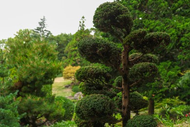 Photo of Beautiful yew and different green trees outdoors