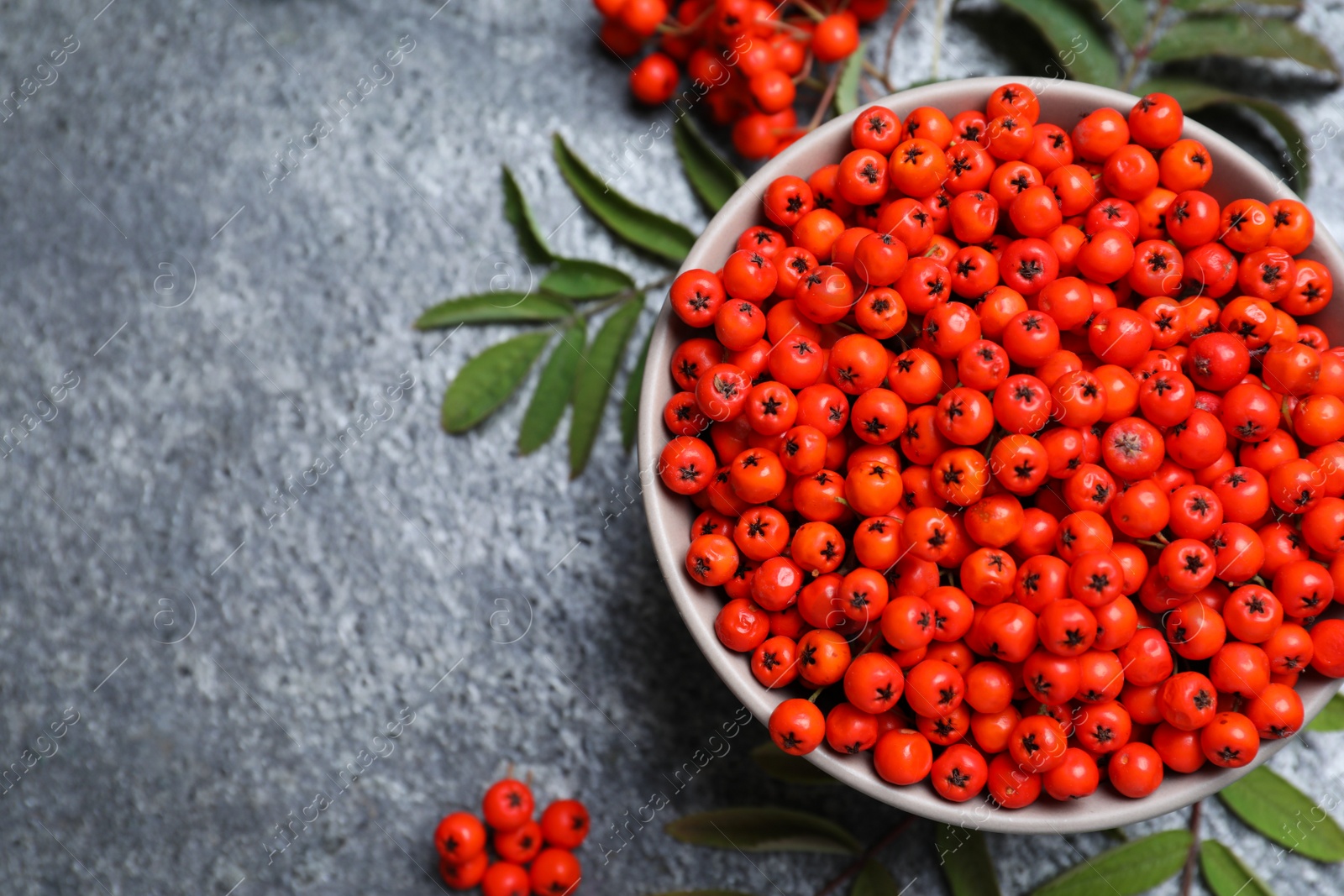 Photo of Fresh ripe rowan berries and leaves on grey table, flat lay. Space for text