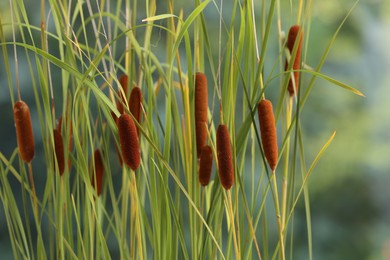 Photo of Beautiful reeds with brown catkins outdoors on sunny day