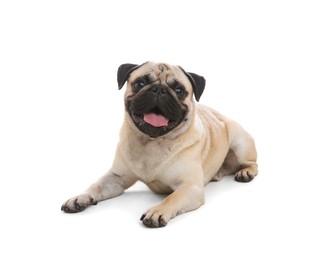 Photo of Cute pug dog lying on white background