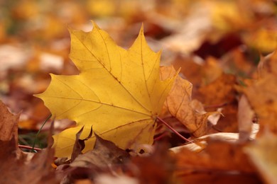 Photo of Pile of beautiful fallen leaves outdoors on autumn day, closeup